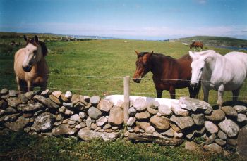 Twin Peaks Bed & Breakfast,
Knockbrack,
Cleggan,
Co. Galway,
Irlanda