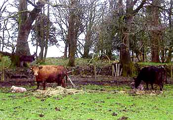Toberphelim House B&B,
Granard,
Co. Longford,
Irlanda
